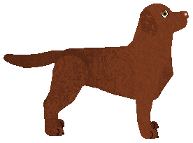 Peregrine Quiet Sunset — “Whisper”