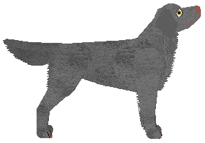 Blizzard Midnight Sky — “Cloud”