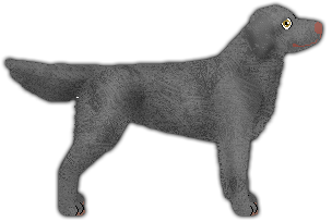 Profile image of Blizzard Midnight Sky