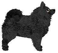 Converse LORD VOLDEMORT — “Voldi”