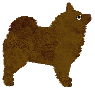 Converse ASTORIA GREENGRASS — “Astoria”