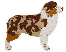 Gracepoint Strawberry Roan — “Clary”