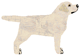 Cansas' Silence is Golden — “Katniss”