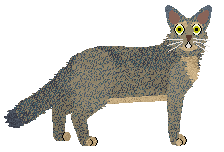 Fauvelle's Majesty Snowbird — “Birdie”