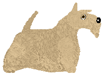 Cansas' DOM PERIGNON — “Felek”