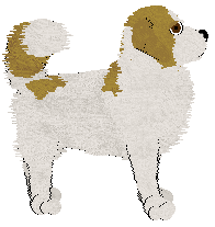 BFK's Good Golden Boy — “Rocky”