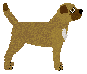 Limerick Coyote Willow — “Ferghal”