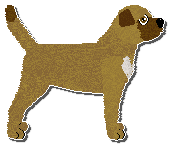 Profile image of Limerick Coyote Willow