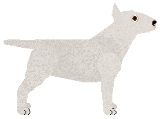 Kamvis' White Rose — “Rosie”