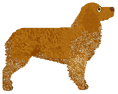 Brackenfell Faithful Johannes — “Johannes”