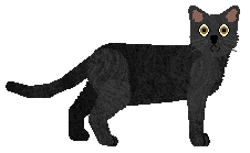 Mirror Blue's Late Night Blues — “Java”