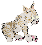 Calluna's Star of the Snow — “Stelmaria”