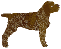 Vento de Espero's Chocolate Covered Bullet — “Bullet”