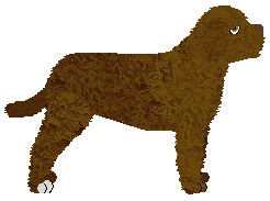 Energizing EVERYBODY POMARAŃCZE — “Phoebe”