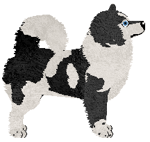 Dragosani Z NIEGO ABSYNT — “Venom”