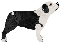 Saga's TAK ZWYCZAJNIE — “Emy”