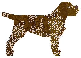 Vento de Espero's Dark Chocolate — “Darton”
