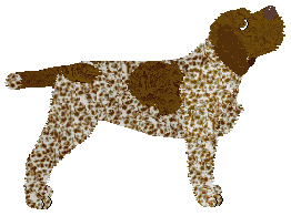 Oakley Palm Beach — “Frela”