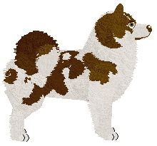 Dragosani New Kid On The Block — “Soya”