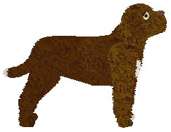 Dragosani TOUCH DOWN TIGER — “Tontta”