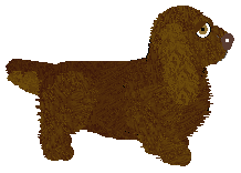 Conformation Champion: Geriatrix Cuppa Mocha