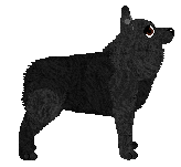 Profile image of Aura's Fresh Blueberry Pie