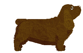 Geriatrix All Day Tea — “Lichen”