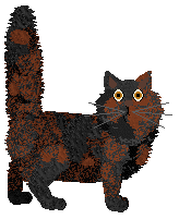 SECHE As w rękawie — “Joker”