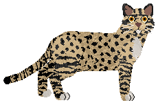 SECHE Dzikość serca — “Sarenka”