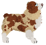 Spellbound's Cootamundra Wattle — “Coralie”