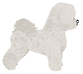 Novablue Golden Lock — “Prince”