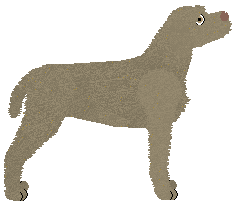 Dragosani GOOD WILL — “Bradley”