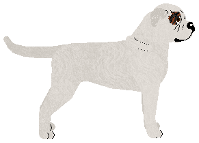 Energizing TOTALNY SEBIX — “Seba”