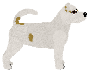 Dragosani MULTIUNIVERSUM — “Pchełka”