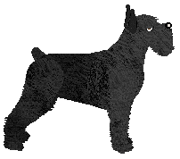 Summer Paradise vom DeeOhGee — “Coco”