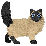 Profile image of Loveshack Chi-Chi