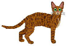 SECHE Róża bez kolców — “Dracarys”