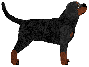 Zephyr Streets of Gold — “Aurum”