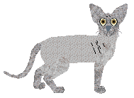 Glitterfeet's Badgering Around — “Ringo”