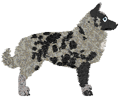 Dragosani HOKUS POKUS — “Nina”