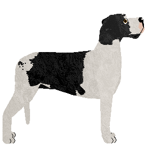 Blizzard Furia — “Hokus”