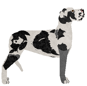 UMA of Amore Mio — “Cara”