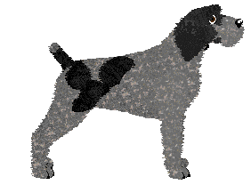 Damage Inc. NAVICULAR — “Kłaczek”