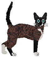 Raposa Coco Chanel — “Coco”