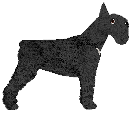 Bearded Force Obrońca Domu — “Don”