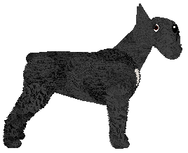 Bearded Force Obrońca Domu — “Don”