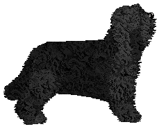 Clover's Creamy Caramel at Energizing — “Caramel”