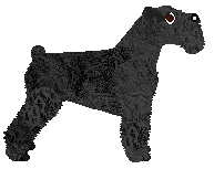 Bearded Force Panienka Z Okienka — “Panna”