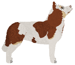 Cava AURORA — “Zoya”