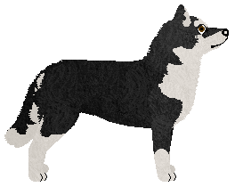 Dragosani I LOVE YOU — “Kiwi”